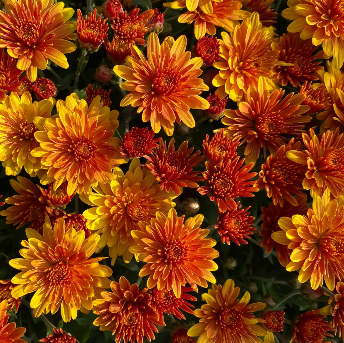 12” Large Pot Mums