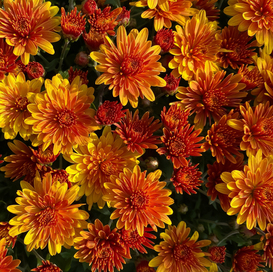 12” Large Pot Mums